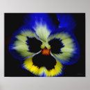 Suche nach stiefmütterchen poster Blau
