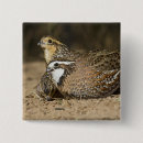 Recherche de caille badges Chasse
