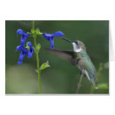 Suche nach summenvogel Kolibri