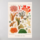 Suche nach coral reef poster Ozean