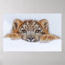 Suche nach schneeleoparden poster Wild