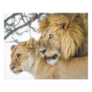 Suche nach löwe foto poster Afrika