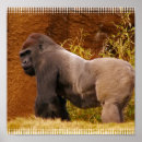 Suche nach silverbacks Primat