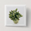 Suche nach gemüse buttons Pflanze