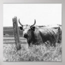 Suche nach cow poster Landscape