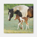 Recherche de pouliches magnets Cheval