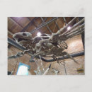 Recherche de turtle cartes postales Tortue de mer