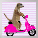 Suche nach meerkat poster Blume