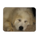 Recherche de sommeil magnets Travail