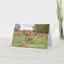 Recherche de stag anniversaire cartes Faune