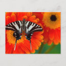 Recherche de buisson papillon cartes postales Rose