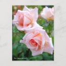Recherche de michell Rose