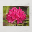 Suche nach rosa rhododendron postkarten Pflanze