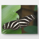 Suche nach zebra fotoplatten Schmetterling