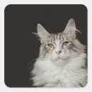 Suche nach maine coon aufkleber Natur