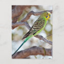 Recherche de jaune vert cartes postales Animaux
