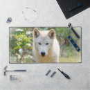 Recherche de canin photographie Gris