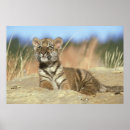 Suche nach sibirischer tiger poster Horizontal