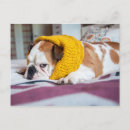 Recherche de amour de chien cartes postales Nature