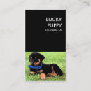 Recherche de chien chanceux Animaux