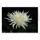 Recherche de chrysanthème photographie Blanc