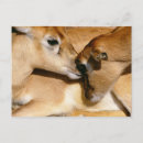 Recherche de faon cartes postales Animal