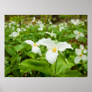 Suche nach wilde blumen poster Frühling