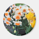 Recherche de jonquille magnets Blanc