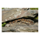 Suche nach rattlesnake poster Natur