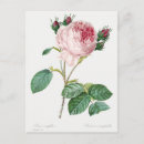 Suche nach redouté postkarten Rose