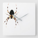 Recherche de arachnide horloges Insecte