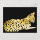 Recherche de serval cartes postales Chat