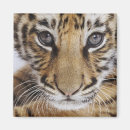 Suche nach tiger magnete Junges