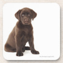 Suche nach schokolade labrador untersetzer Tiere