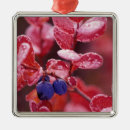 Suche nach blaubeere ornamente Beeren