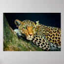 Recherche de empreinte de léopard art Faune
