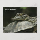 Suche nach schildkröte muschel postkarten Tier