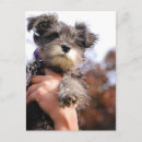 Recherche de miniatures cartes postales Chiot
