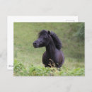 Suche nach stallion postkarten Schwarz