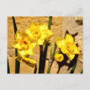 Recherche de fleurs de narcisse cartes postales Jaune