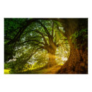 Recherche de rayon des posters Forêt