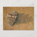 Recherche de conique cartes postales Coquillages