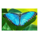 Recherche de papillons bleus art Nature