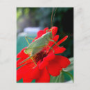 Recherche de sauterelle posters Jardin