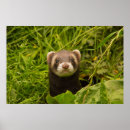 Suche nach große nase poster Lustig