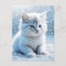 Recherche de petit chat blanc cartes postales Adorable