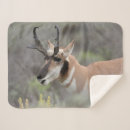 Recherche de antilope Antilocapre