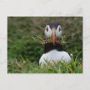 Recherche de nester cartes postales Toute personne