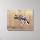 Suche nach flug leinwandbilder Tier