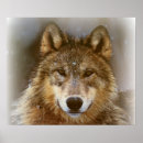 Recherche de photographie de loup posters Animaux